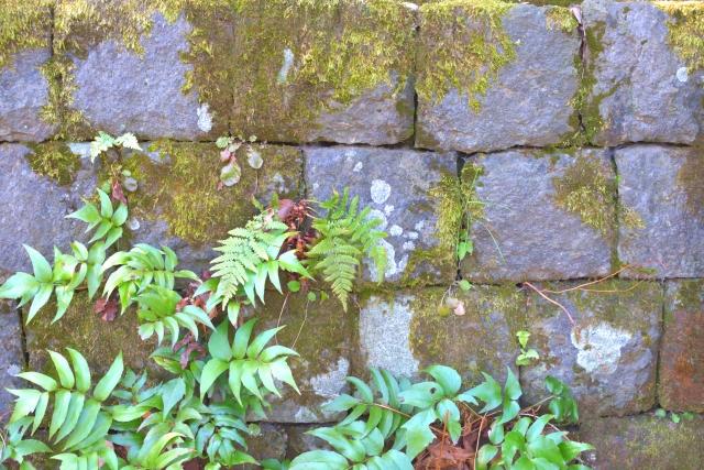 夏の人気商品 苔等除去剤モスボス 繁茂する夏にしっかりお手入れ カビ 藻 苔 対策できる簡単除去剤 ヤマチマガジン ヤマチコーポレーション Yamachi Corporation 建材事業部はインテリア エクステリア空間資材で住空間を提案する建材総合商社部門です 夏の人気商品 苔等除去剤モスボス 繁茂する夏にしっかりお手入れ カビ 藻 苔 対策できる簡単除去剤 ヤマチマガジン ヤマチコーポレーション Yamachi Corporation 建材事業部はインテリア エクステリア空間資材で住空間を提案する建材総合商社部門です
